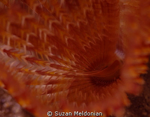A burst of color - a feather duster buds right into the lens by Suzan Meldonian 
